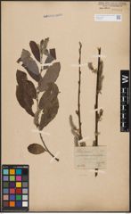Foto von Salix cinerea L.